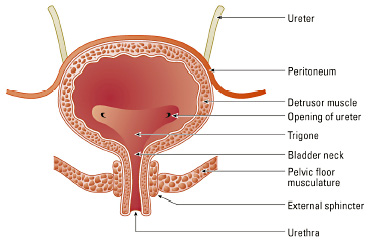 urinary-bladder Cancer Treatment